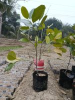 আপনার বাড়ির ছাদে সারা বছর কাঁঠাল উপভোগের সুযোগ - Image 2